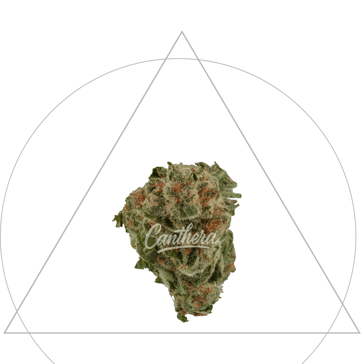 Naheaufnahme einer Cannabisblüte im Dreieckssymbol mit dem Canthera Logo in der Mitte